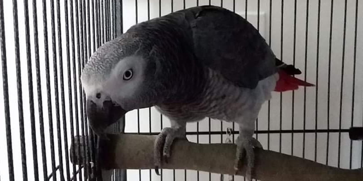 The Best African Grey Parrot: A Comprehensive Guide
