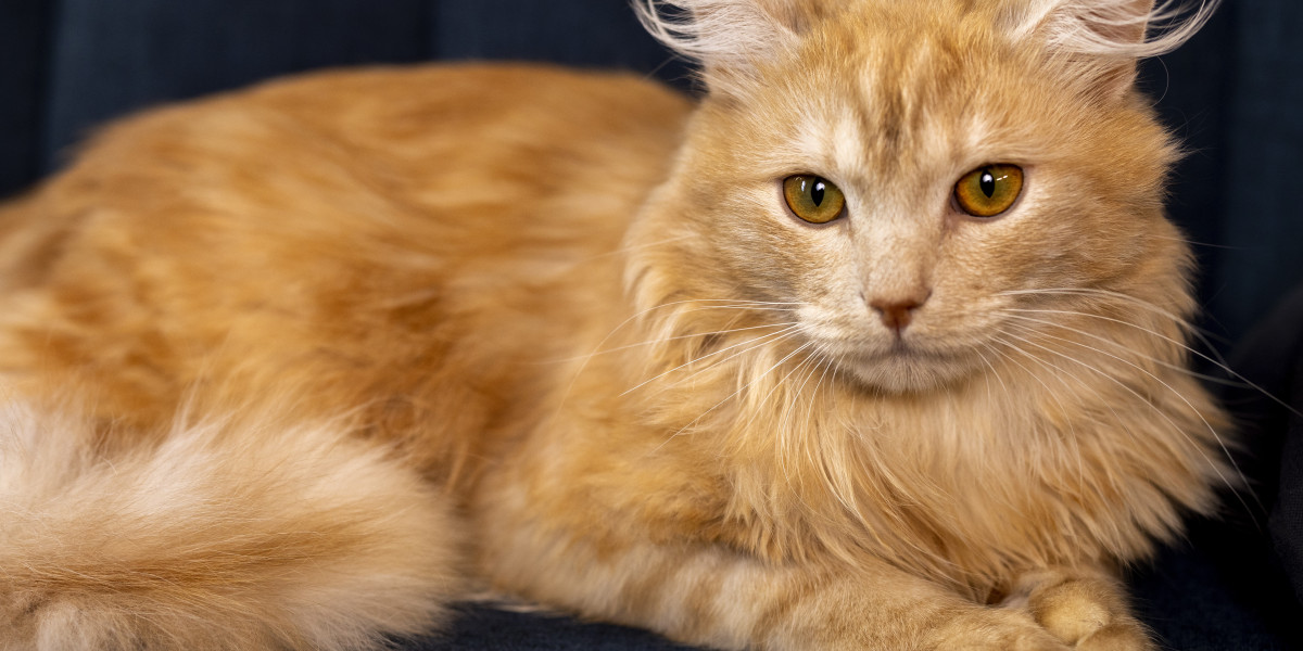 How to Help Your Cat with Hairballs Naturally