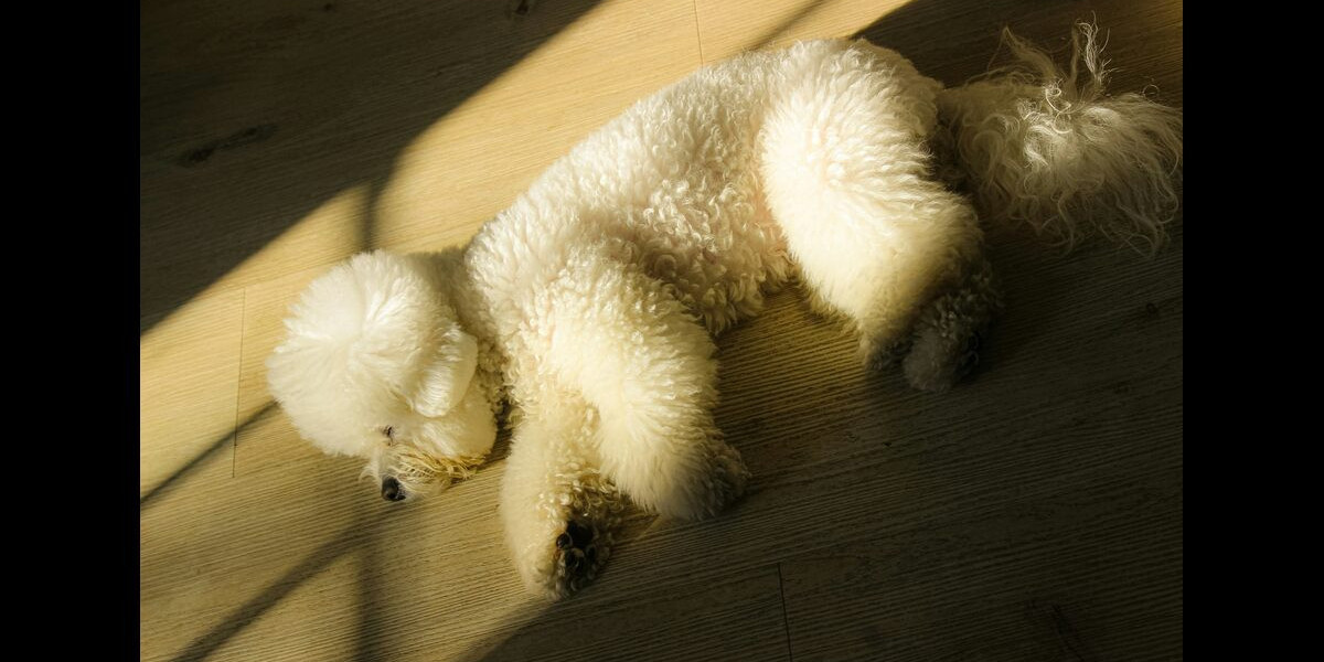 2025 Dog Grooming Cost Guide: What to Expect for Pet Grooming Prices